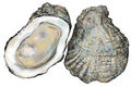 Pot of 12 Oysters - no shell