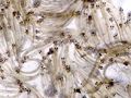 Fzn Whitebait 250gm